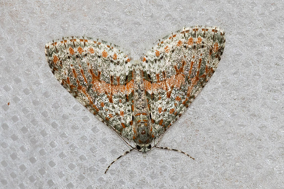 Trichopterigia sanguinipunctata-5422 - - Doi Inthanon - 1026m - 22/02/26