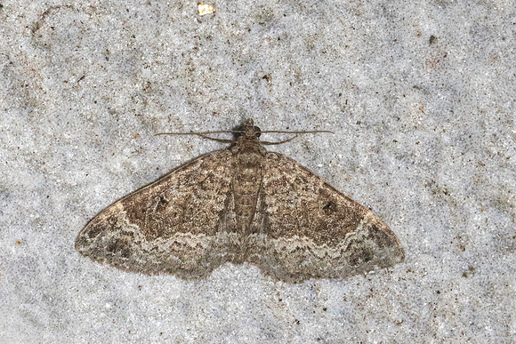 Xanthorhoe saturata-14 - Doi Inthanon - 27/02/26