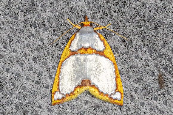 Titulcia confictella-4591- Doi Inthanon - 21/02/23