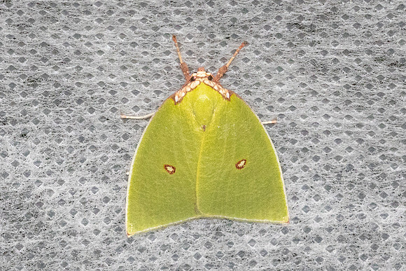 Tyana pustulifera-5831  - Doi Inthanon - 24/02/26