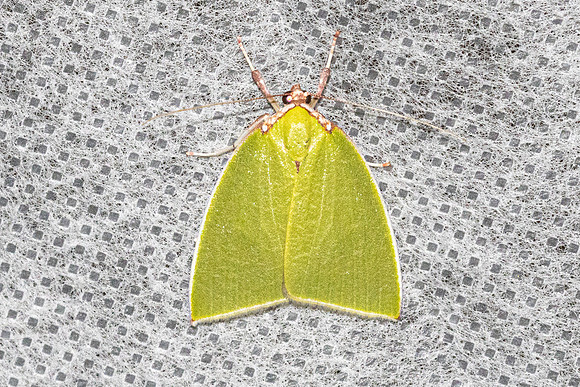 Tyana pustulifera-5338 - Doi Inthanon - 24/02/26