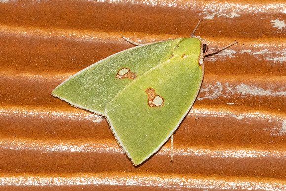 Tyana pustulifera-6332 - Doi Inthanon - 25/02/26