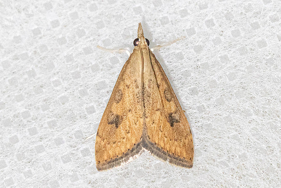 Udea ferrugalis-6302