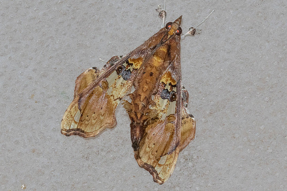 Terastia egialealis-5835 - Doi Inthanon - 24/02/26