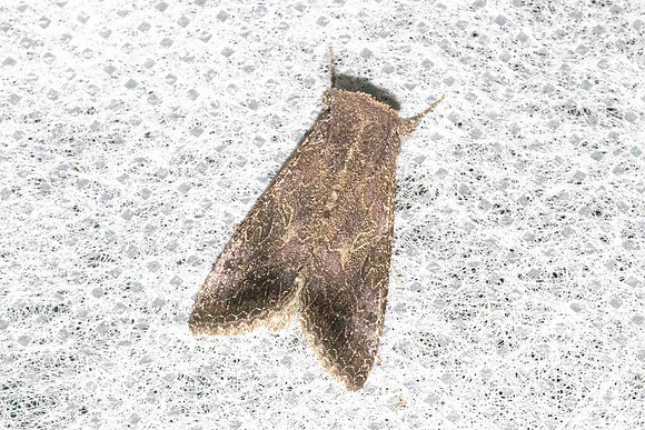 Thysanoplusia reticulata-4929
