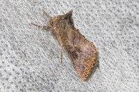 Thysanoplusia reticulata-5861