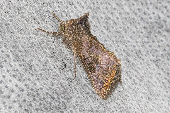 Thysanoplusia reticulata-5861