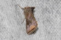 Thysanoplusia reticulata-5830