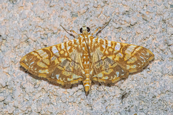 Synclera traducalis-4838 - Doi Inthanon - 22/02/26