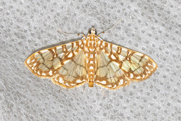 Synclera traducalis-6360  - Doi Inthanon - 25/02/26