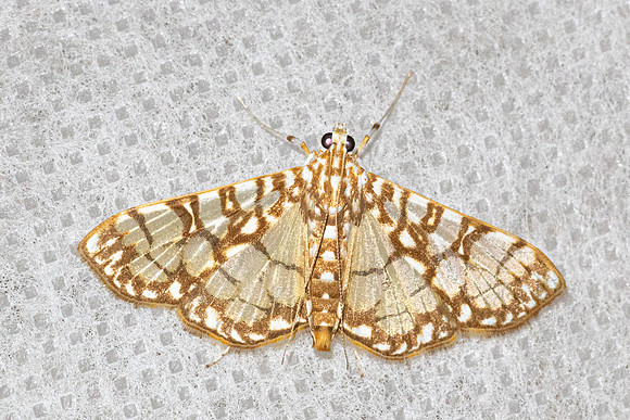 Synclera traducalis-6303 - Doi Inthanon - 25/02/26