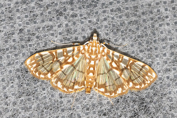 Synclera traducalis-6339 - Doi Inthanon - 25/02/26