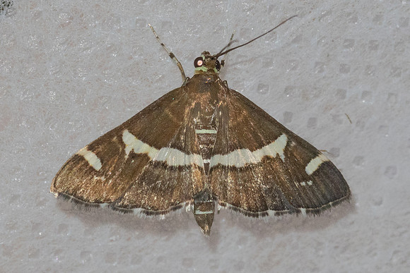 Spoladea recurvalis-4567 - Doi Inthanon - 21/02/26