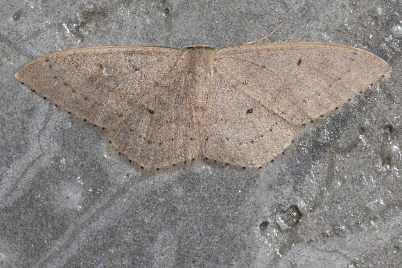 Sterrhinae-5082 - Doi Inthanon - 23/02/26