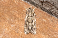 Spodoptera litura-5393