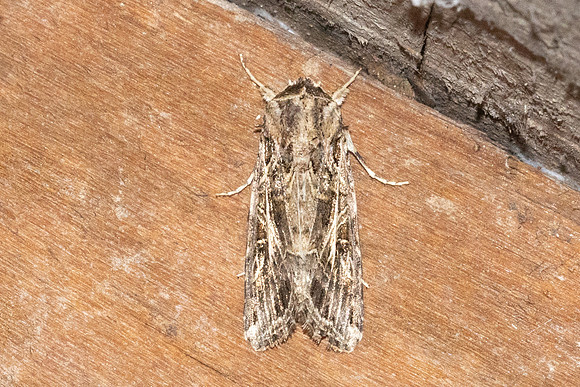 Spodoptera litura-5393