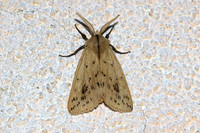 Spataliinae-4922