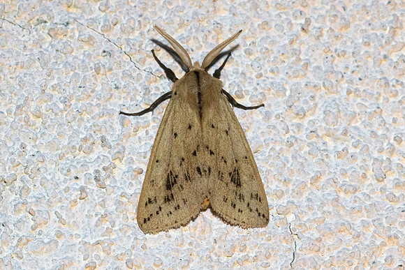 Spataliinae-4922
