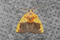 Siglophora sanguinolenta-4909- Doi Inthanon - 22/02/23