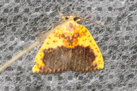 Siglophora sanguinolenta-4870- Doi Inthanon - 22/02/23