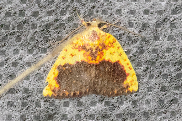 Siglophora sanguinolenta-4870- Doi Inthanon - 22/02/23