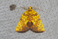 Siglophora ferreilutea-5336- Doi Inthanon - 23/02/23