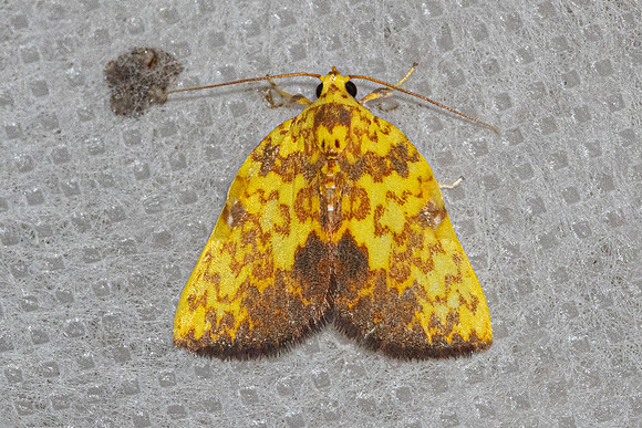 Siglophora ferreilutea-5336- Doi Inthanon - 23/02/23