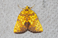 Siglophora ferreilutea-5378 - Doi Inthanon - 23/02/23