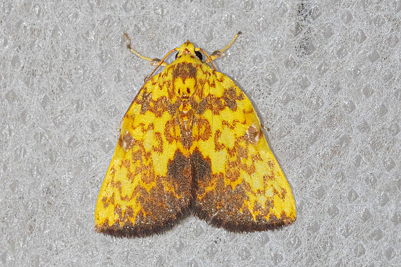 Siglophora ferreilutea-5378 - Doi Inthanon - 23/02/23