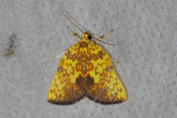 Siglophora ferreilutea-5324- Doi Inthanon - 23/02/23