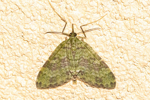 Sauris sp-4563