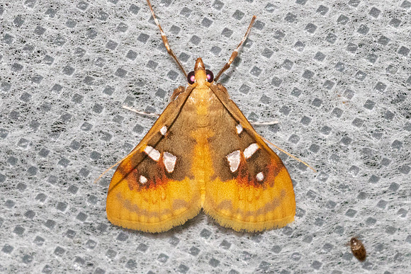 Sameodes pictalis-4833 - Doi Inthanon - 22/02/26