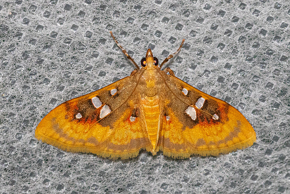 Sameodes pictalis-4837 - Doi Inthanon - 22/02/26