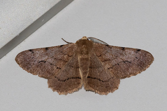 Rikiosatoa grisea-5084 - Doi Inthanon - 23/02/26
