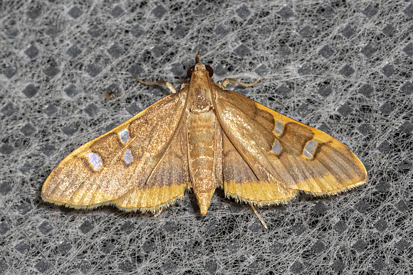 Prophantis adusta-91 - Doi Inthanon - 26/02/26
