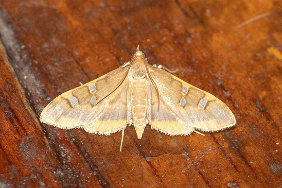 Prophantis adusta-57 - Doi Inthanon - 26/02/26