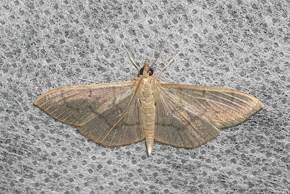Poliobotys ablactalis-4452 - Doi Inthanon - 21/02/26