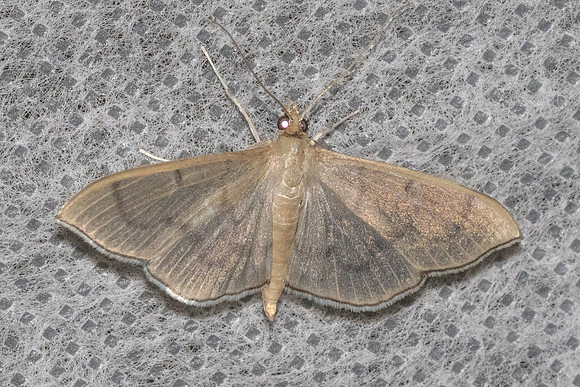 Poliobotys ablactalis-5847  - Doi Inthanon - 24/02/26