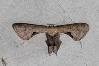 Uraniidae