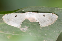 Penicillifera apicalis-5521