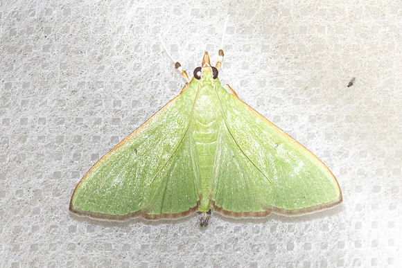 Parotis punctiferalis-4883