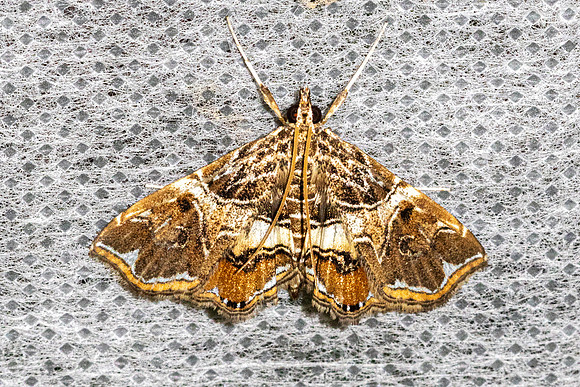 Paracymoriza aurantialis-53