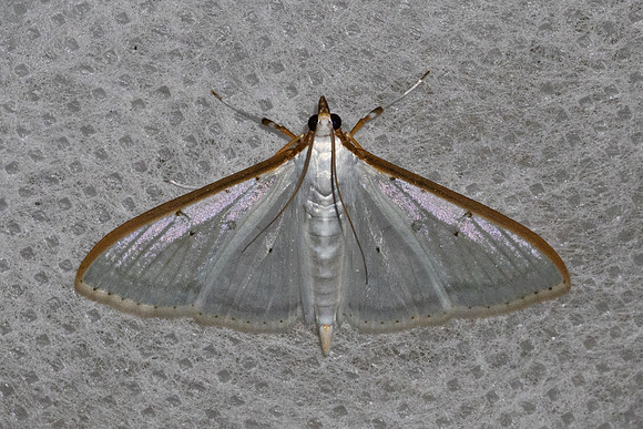 Palpita warrenalis-5825  - Doi Inthanon - 24/02/26