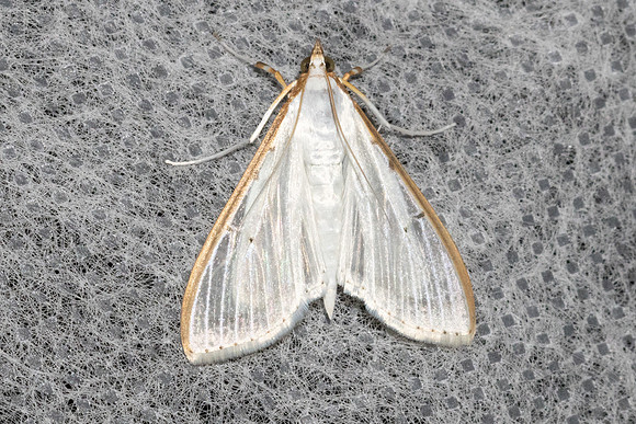 Palpita pajnii-4926