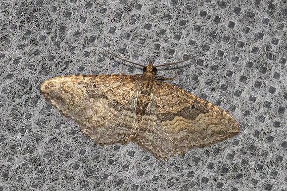 Orthonama obstipata-54- Doi Inthanon - 26/02/26