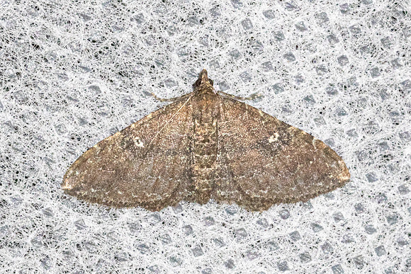 Orthonama obstipata-4608 - Doi Inthanon - 21/02/26