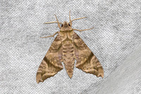 Acosmeryx omissa-6354