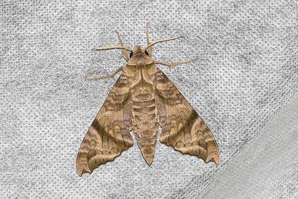 Acosmeryx omissa-6354