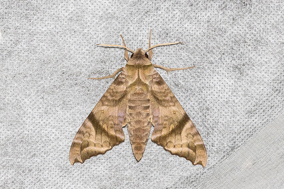 Acosmeryx omissa-6351