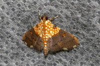 Crambidae